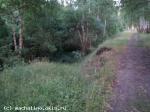 школьная посадка и спуск к пилораме